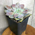 Graptopetalum Pentandrum ssp. Superbum