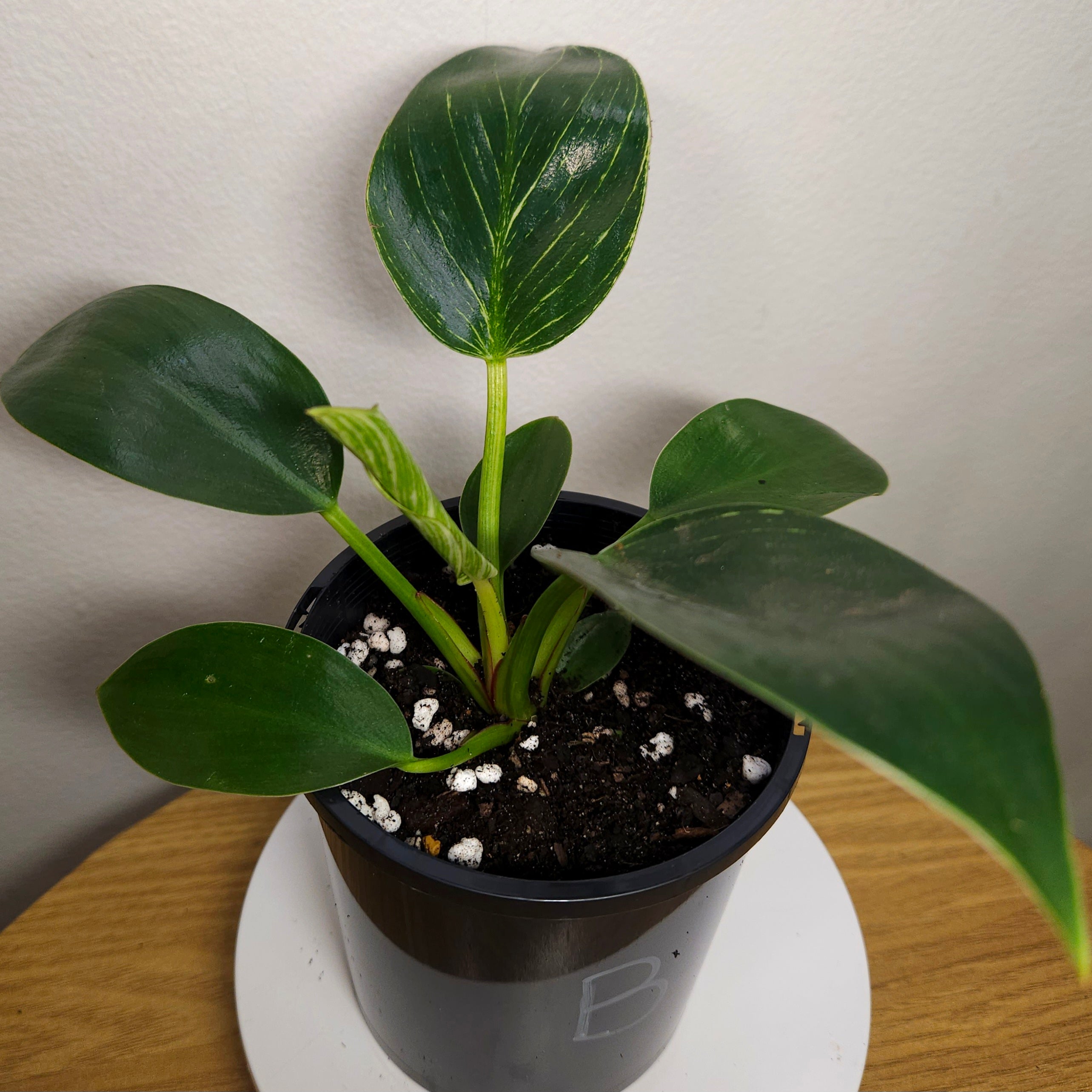 Philodendron Birkin