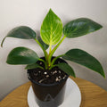Philodendron Birkin