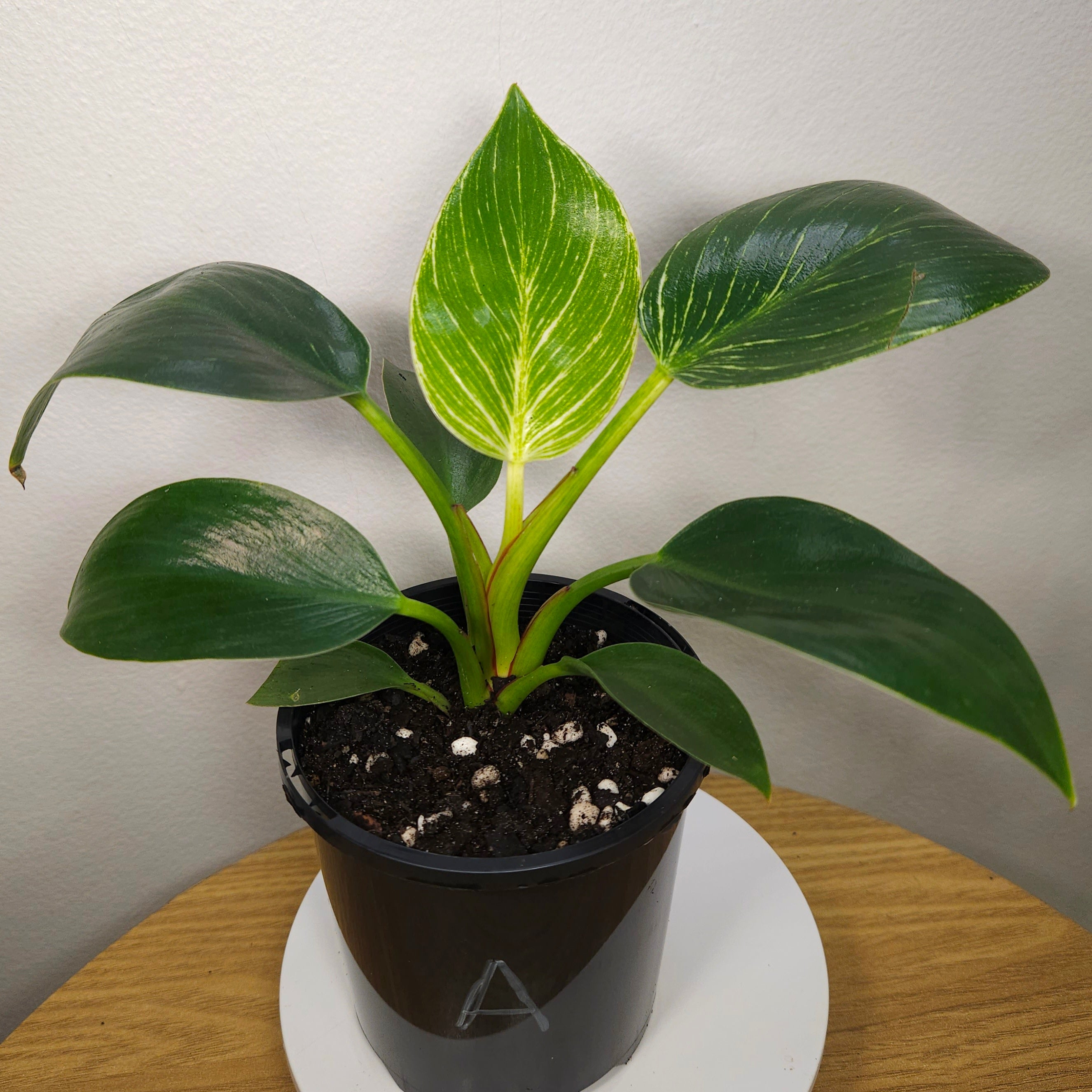 Philodendron Birkin