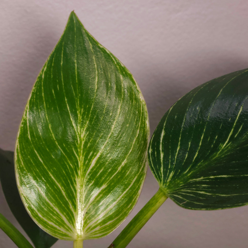 Philodendron Birkin