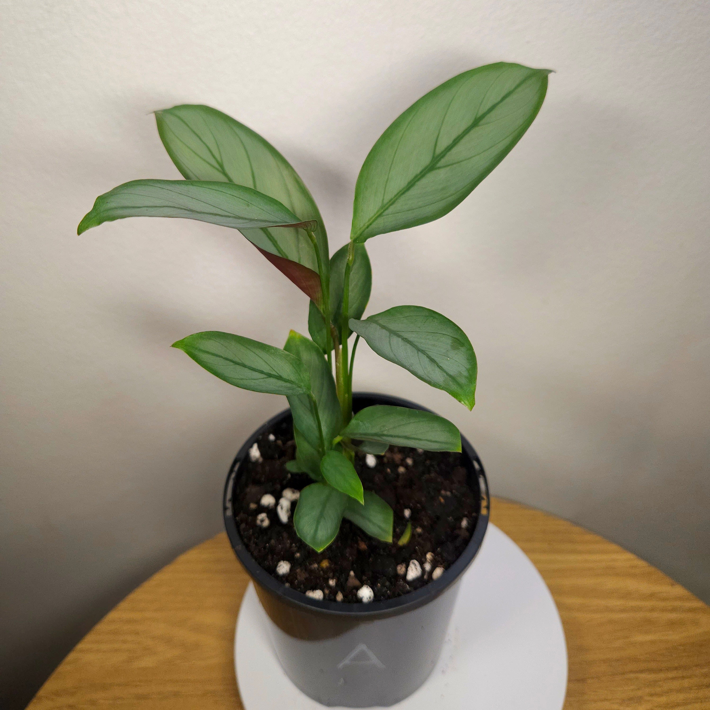 Ctenanthe Grey Star