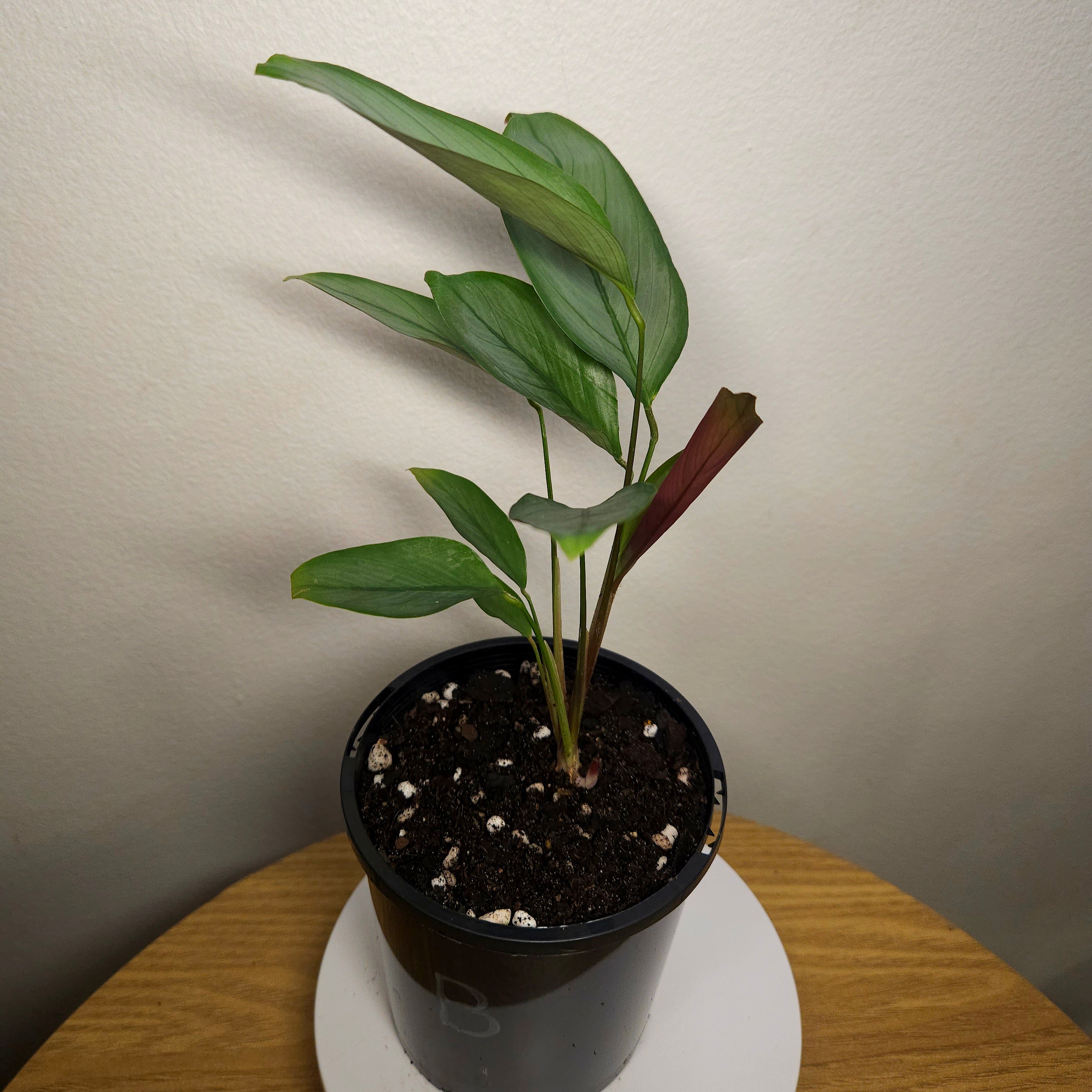 Ctenanthe Grey Star