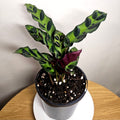 Calathea Insignis