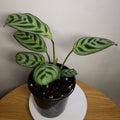 Ctenanthe Burle-Marxii