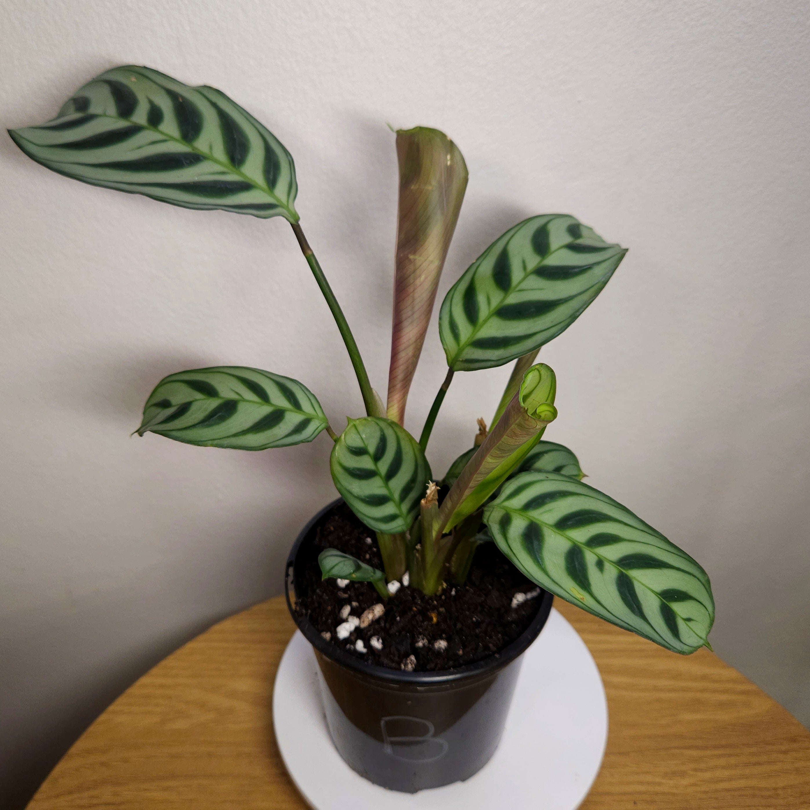 Ctenanthe Burle-Marxii
