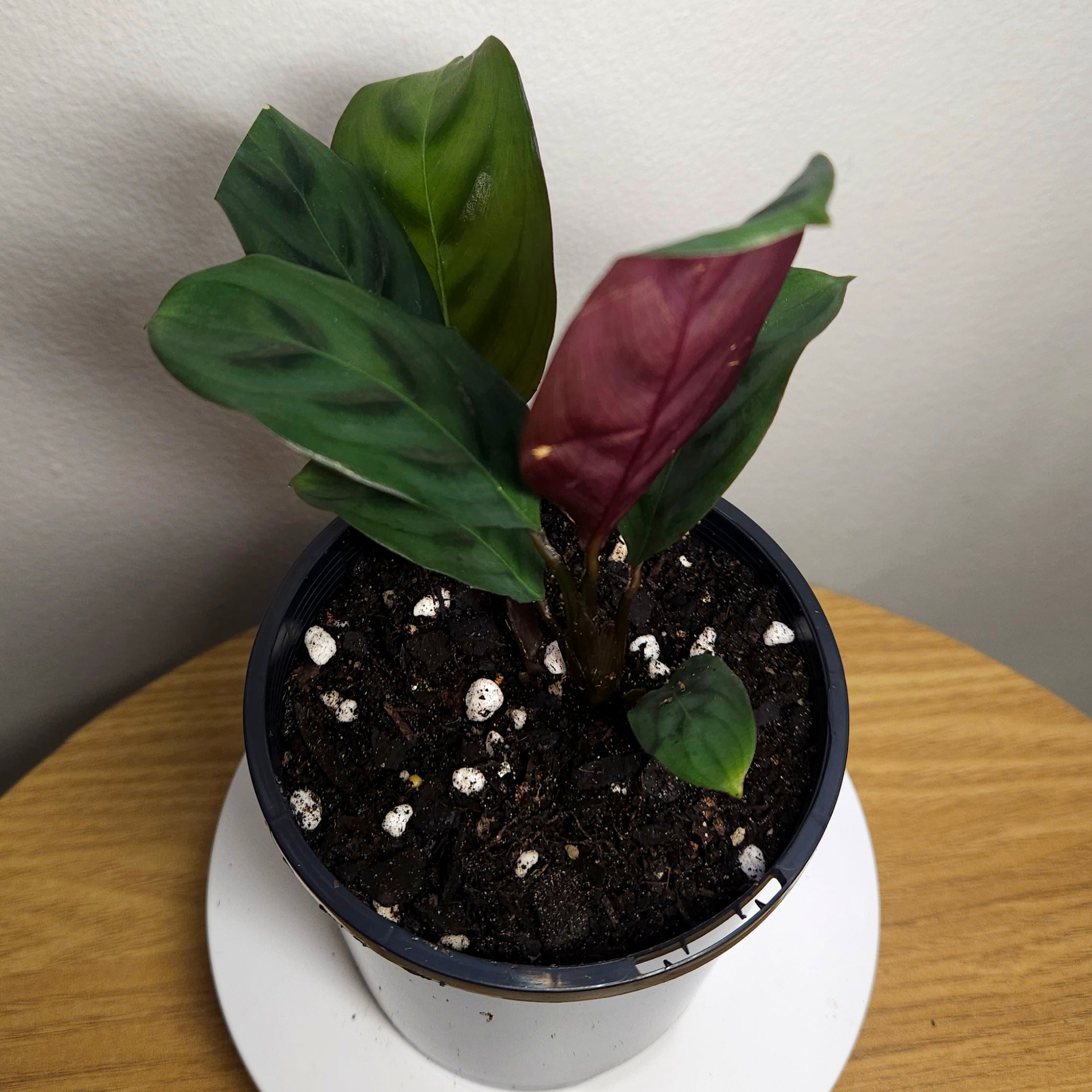 Ctenanthe Burle-Marxii 'Obscura'