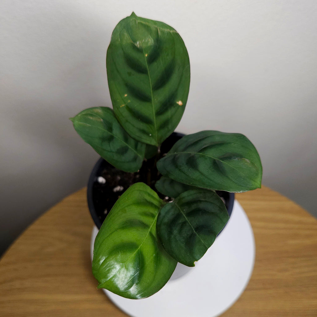 Ctenanthe Burle-Marxii 'Obscura'