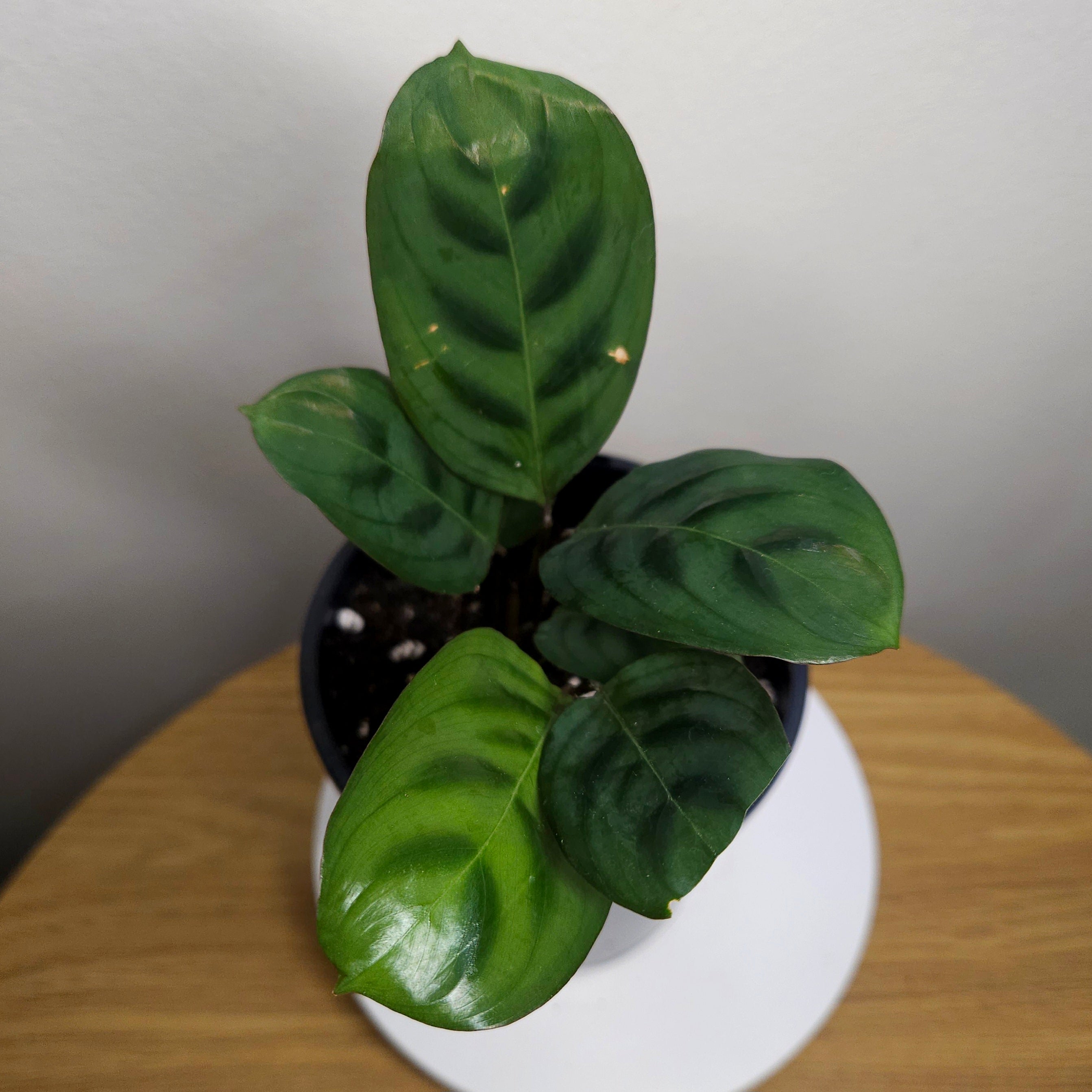 Ctenanthe Burle-Marxii 'Obscura'