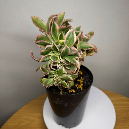 Aeonium Sunburst Cristata
