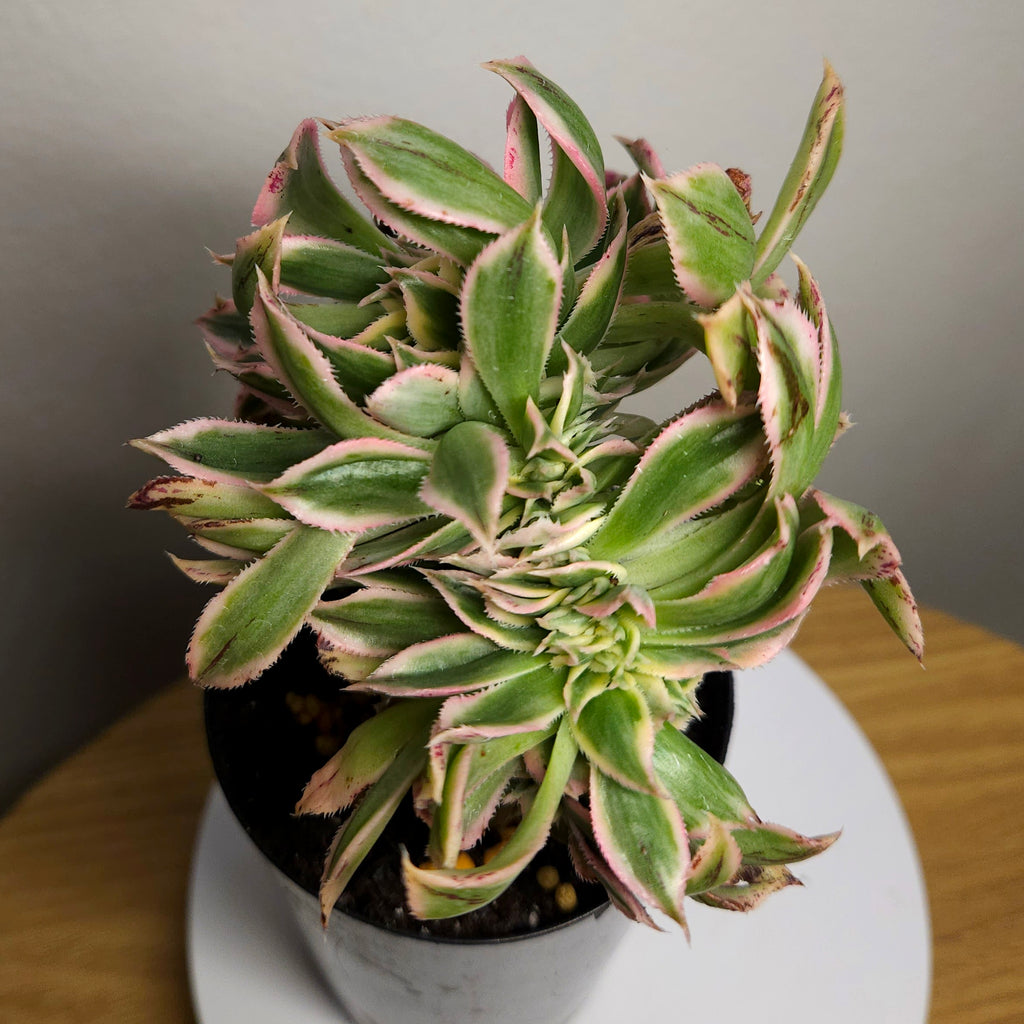 Aeonium Sunburst Cristata