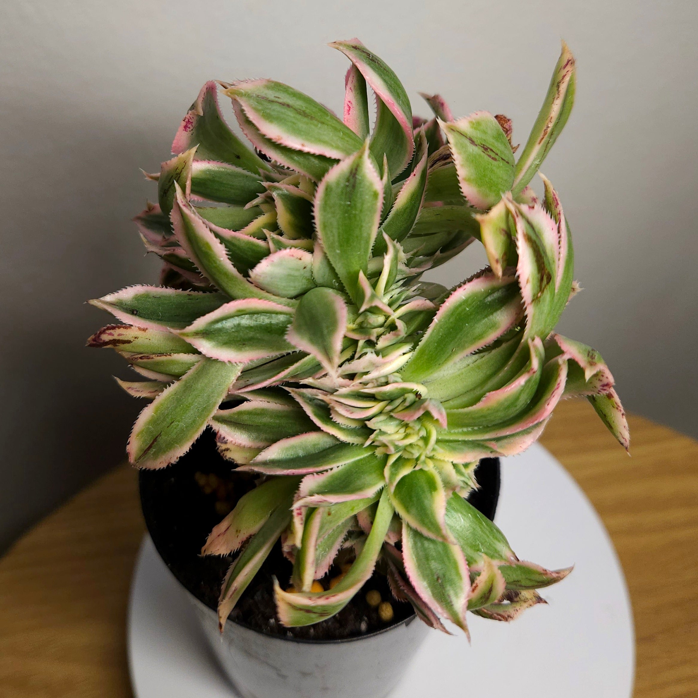 Aeonium Sunburst Cristata