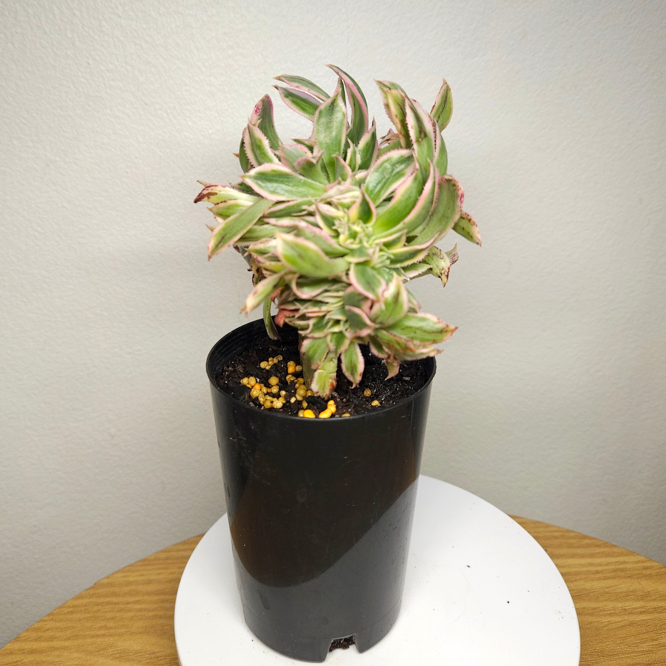 Aeonium Sunburst Cristata