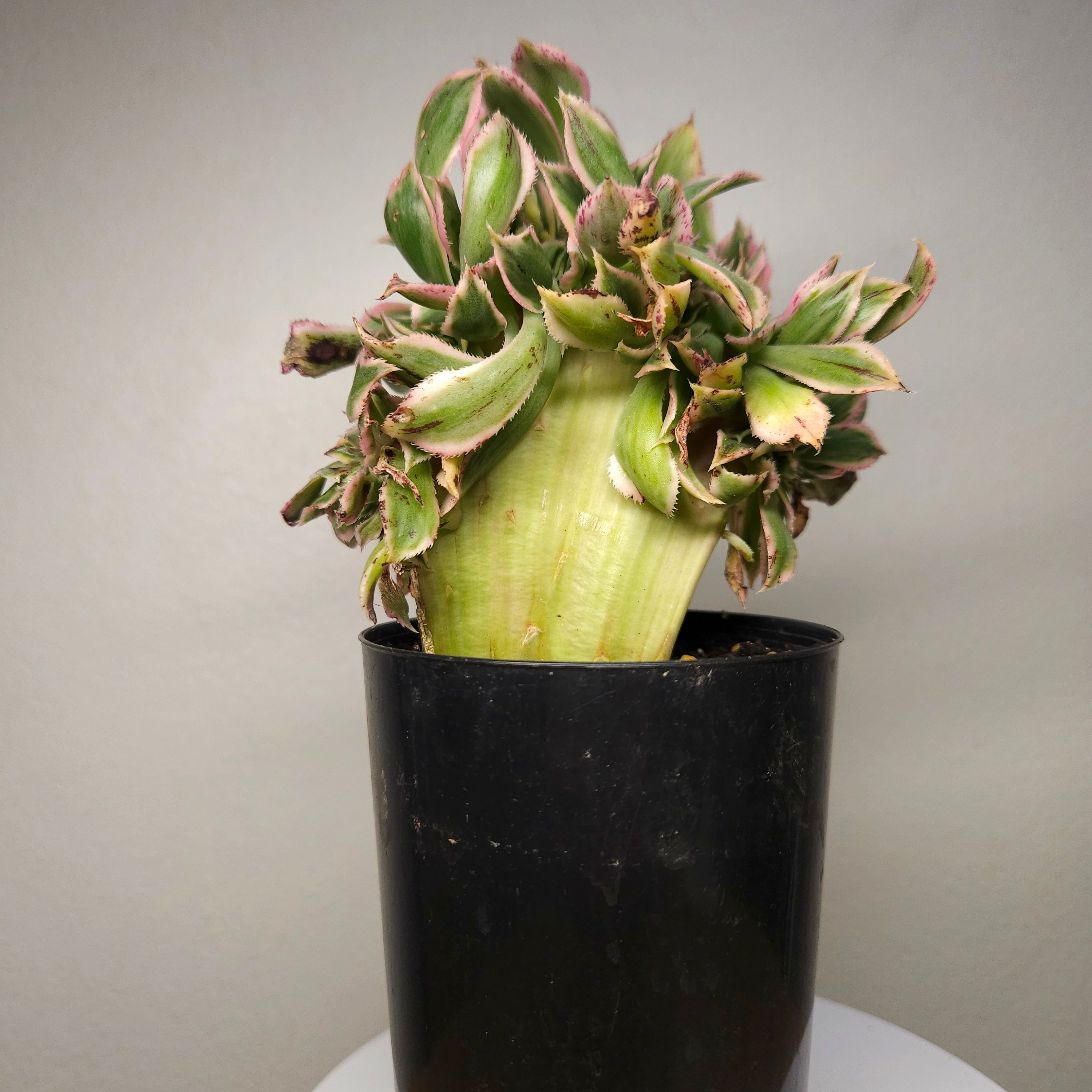 Aeonium Sunburst Cristata