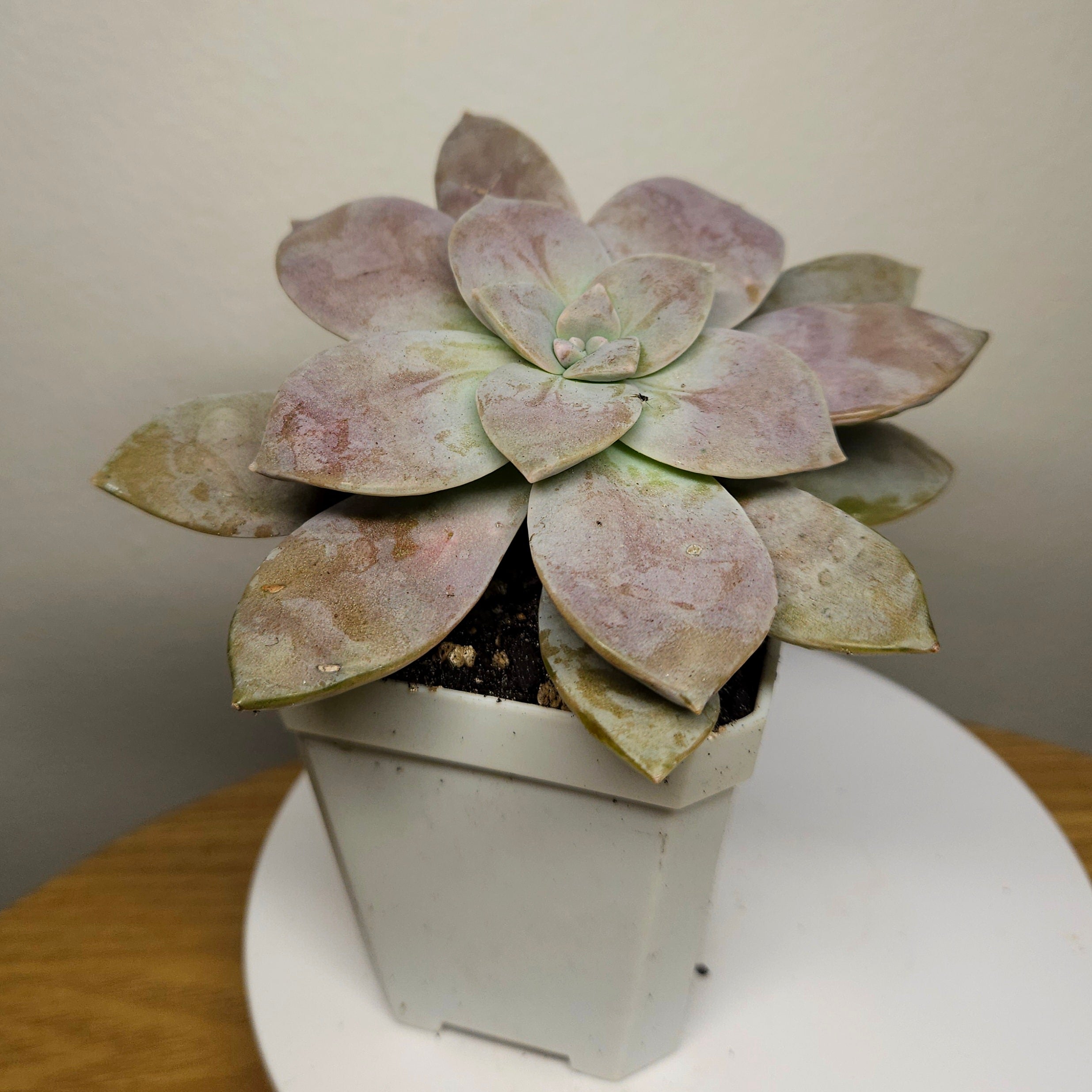 Graptopetalum Pentandrum ssp. Superbum