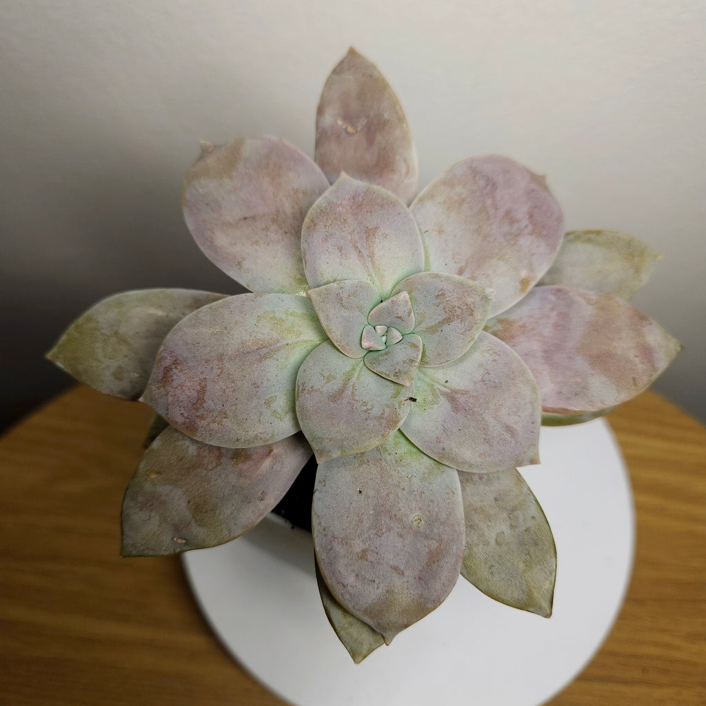 Graptopetalum Pentandrum ssp. Superbum