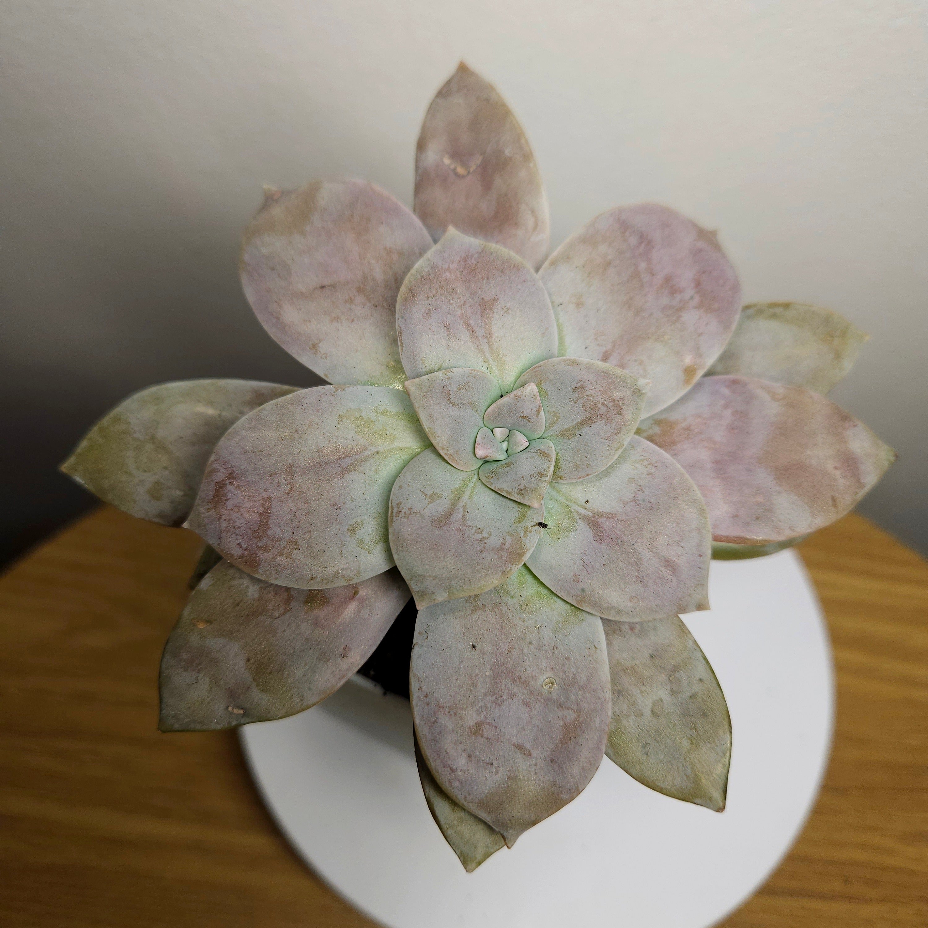 Graptopetalum Pentandrum ssp. Superbum