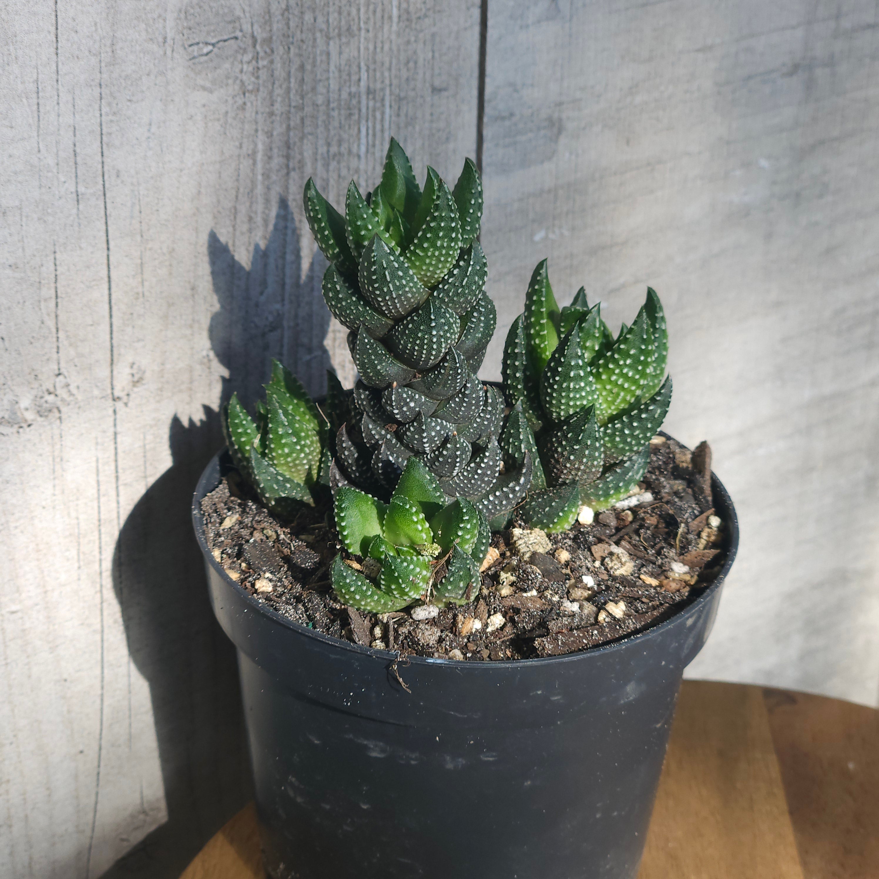 Haworthia | reinwardtii