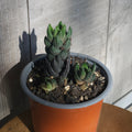 Haworthia reinwardtii