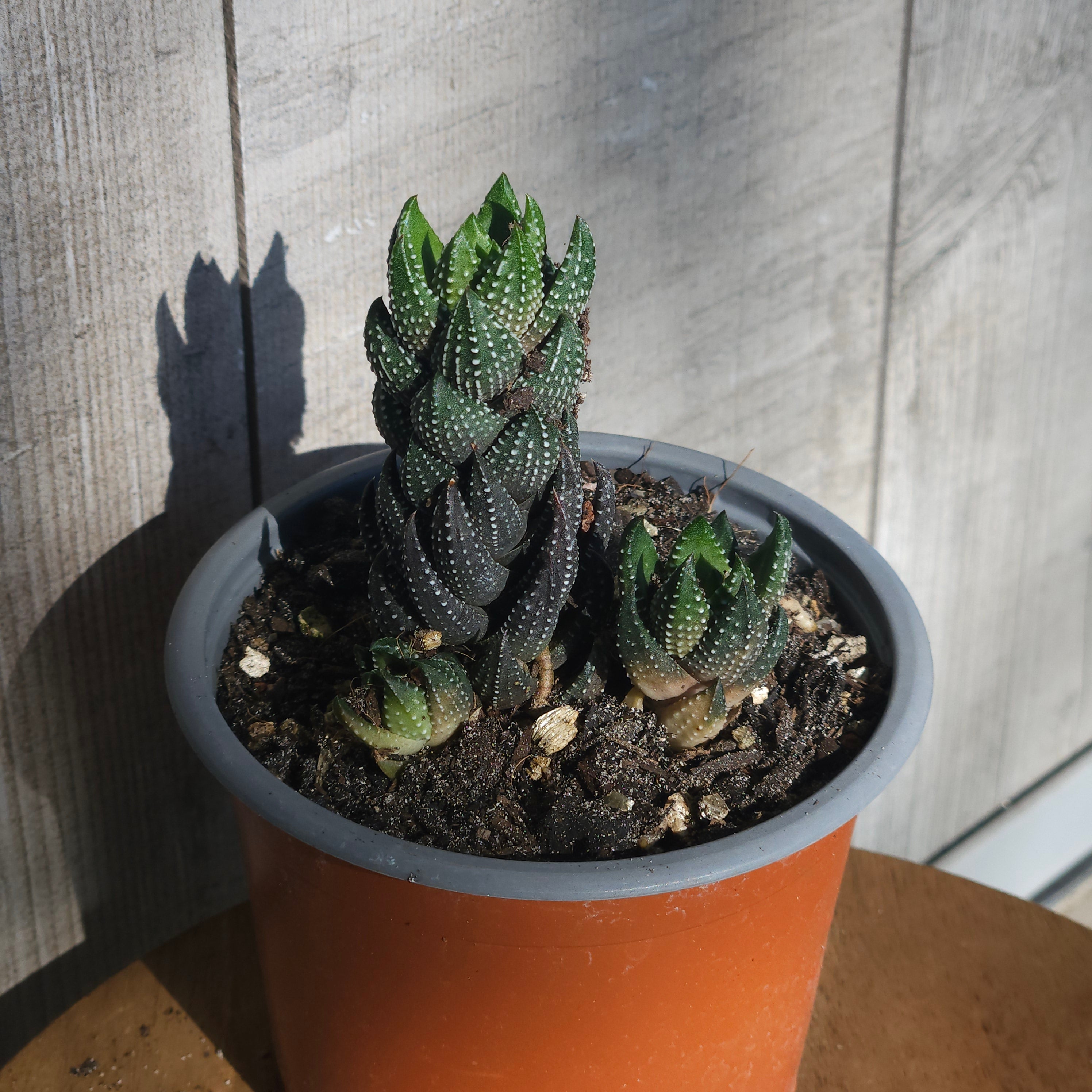 Haworthia reinwardtii