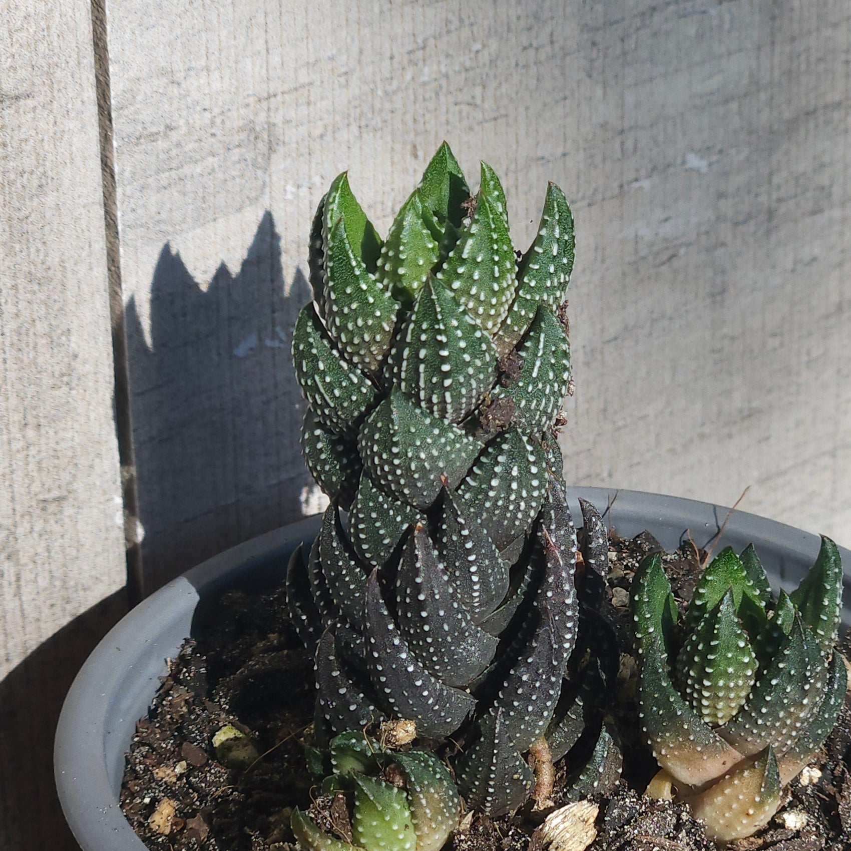 Haworthia reinwardtii