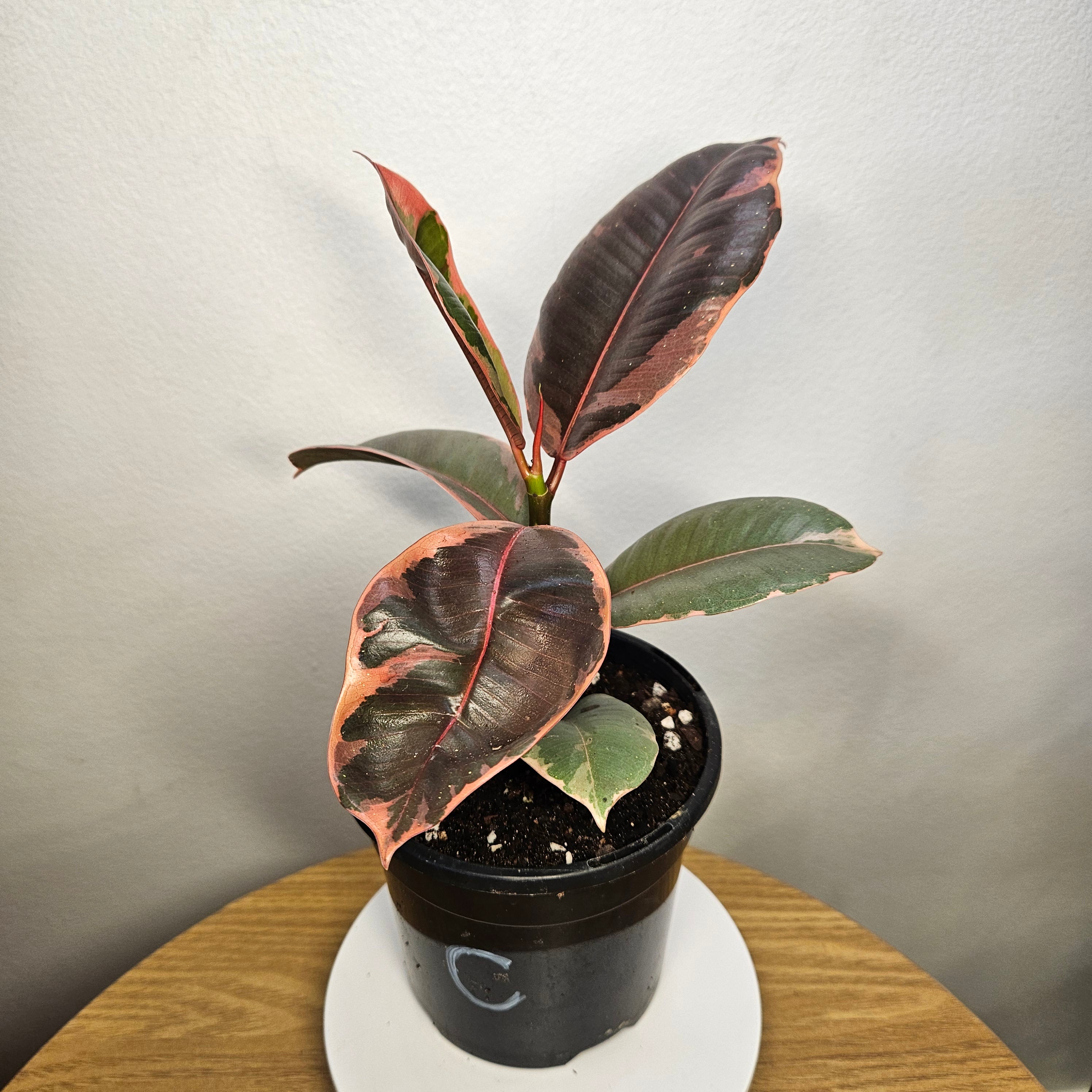 Ficus Ruby – Rare Variegated Rubber Plant