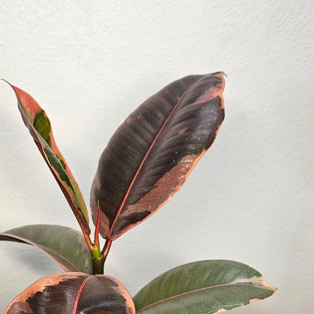 Ficus Ruby – Rare Variegated Rubber Plant