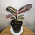 Ficus Ruby – Rare Variegated Rubber Plant