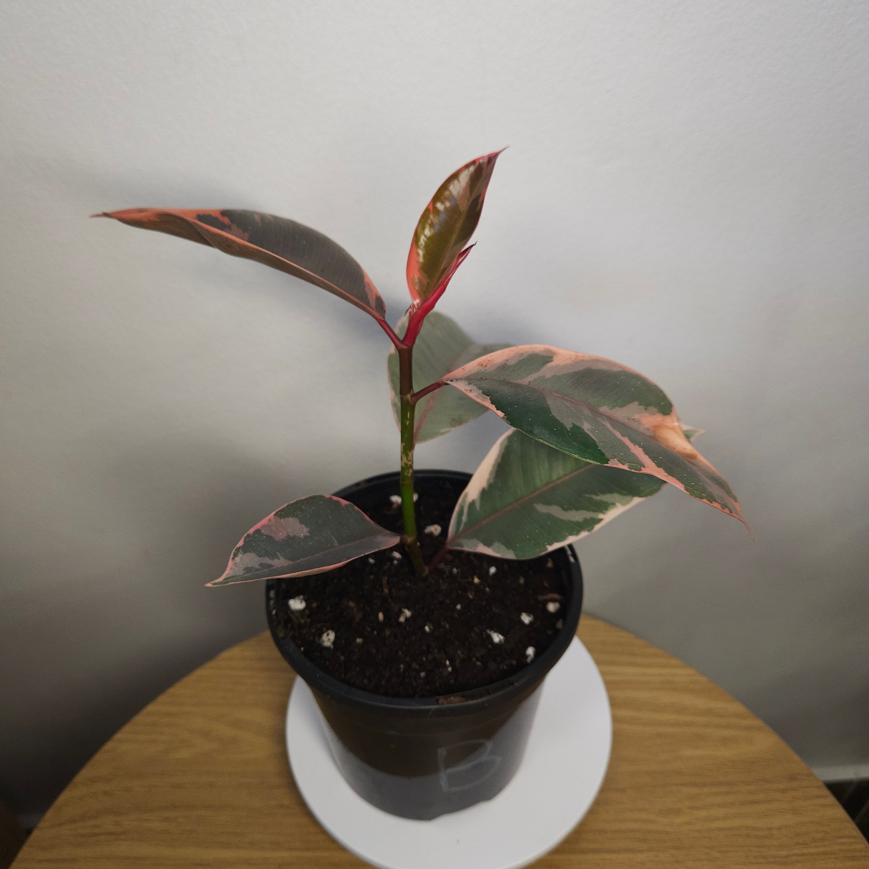 Ficus Ruby – Rare Variegated Rubber Plant