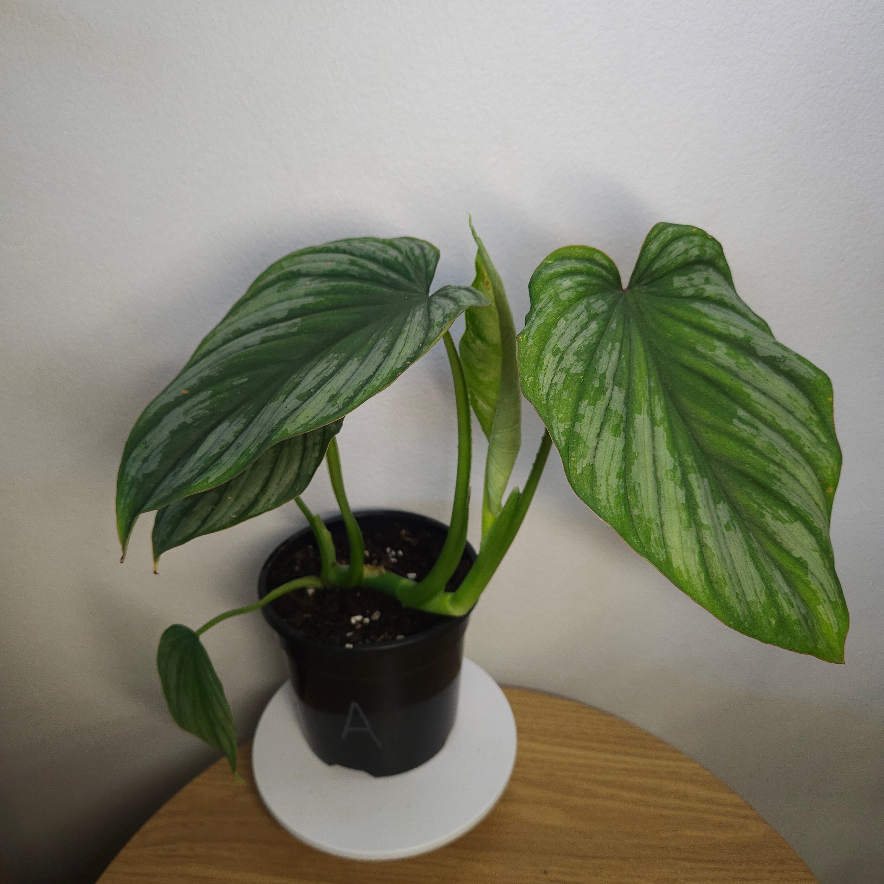 Philodendron 'Silver Cloud'