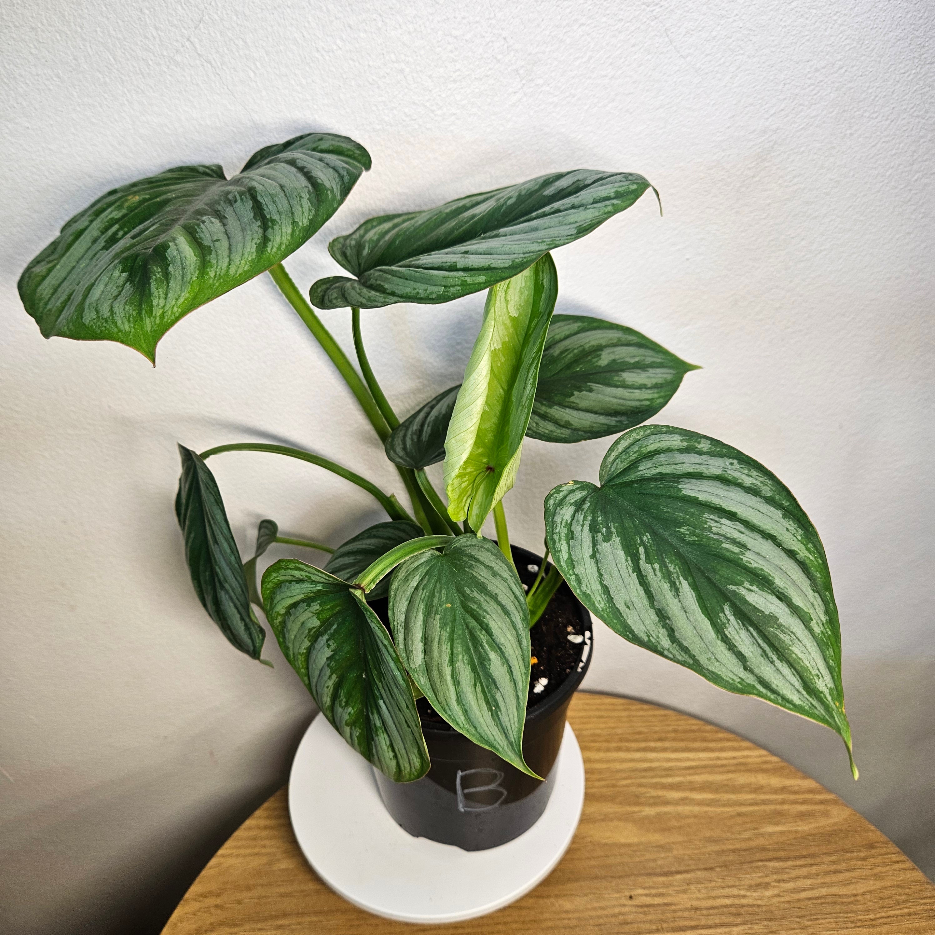 Philodendron 'Silver Cloud'