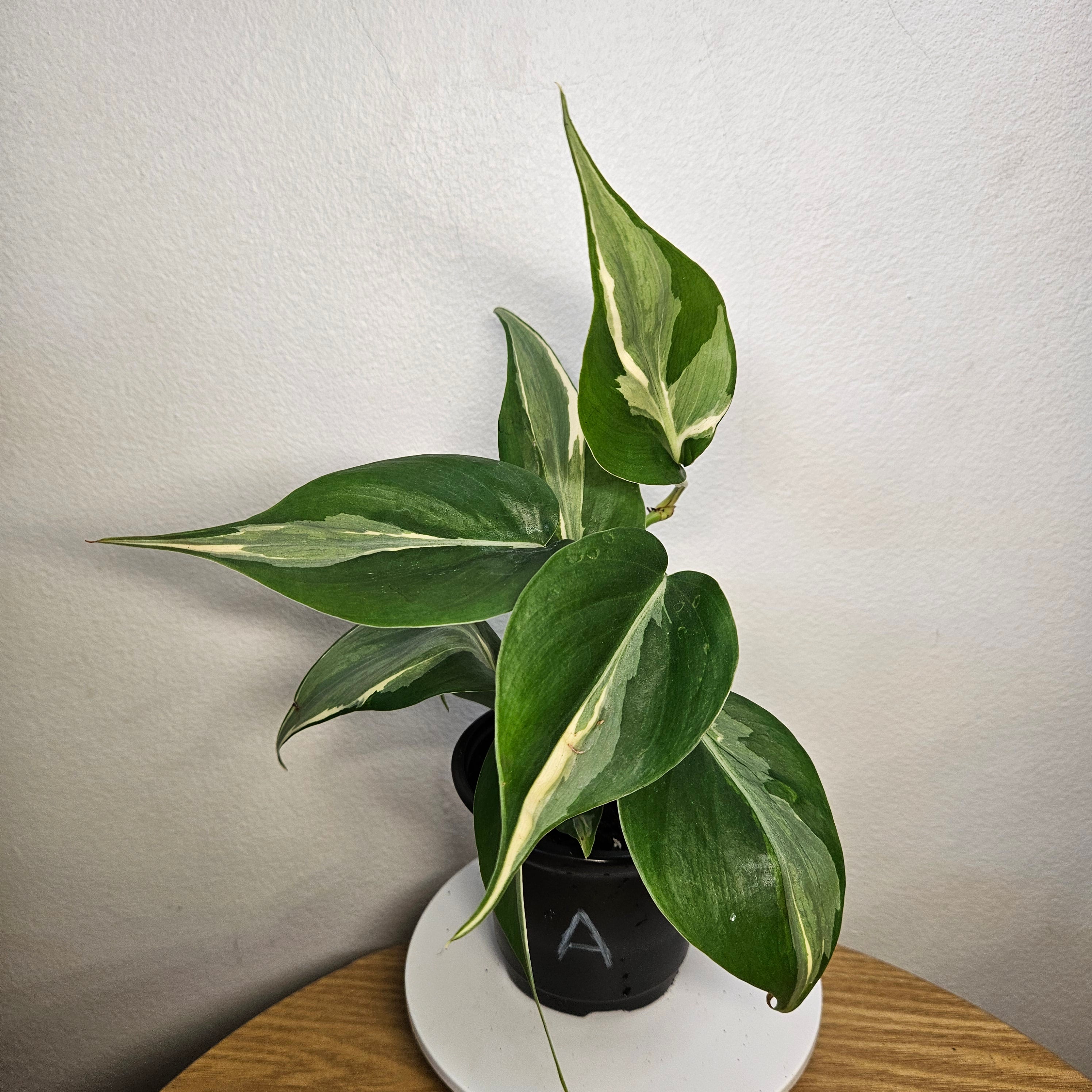 Philodendron Brasil 'Rio'