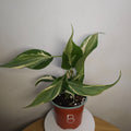Philodendron | Brasil 'Rio' (Cream Splash)