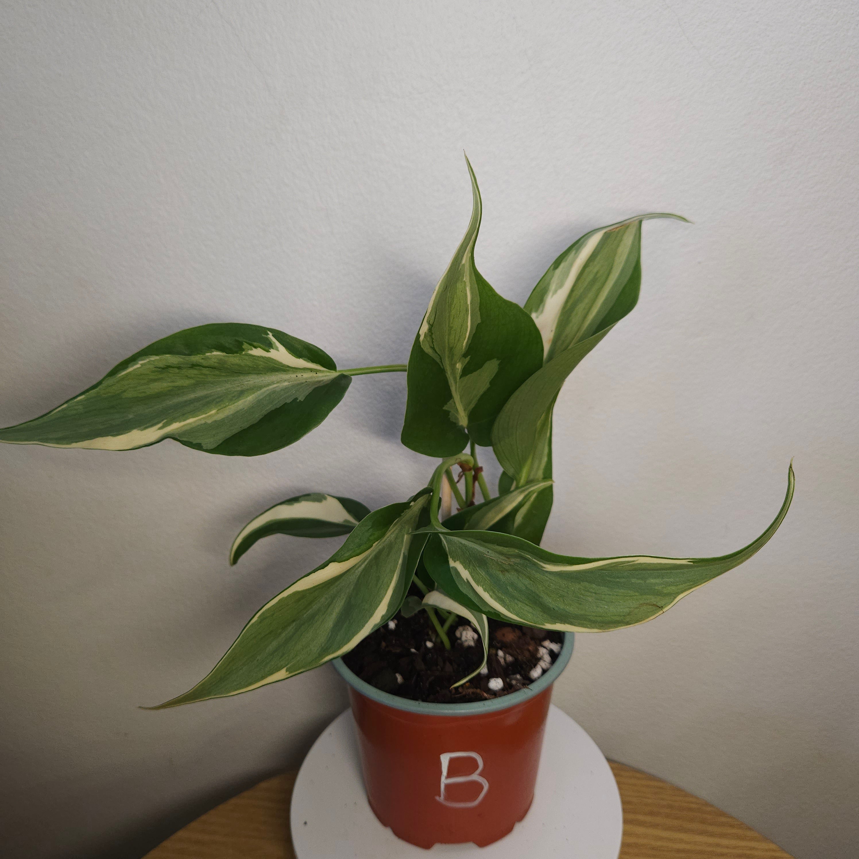 Philodendron Brasil 'Rio'
