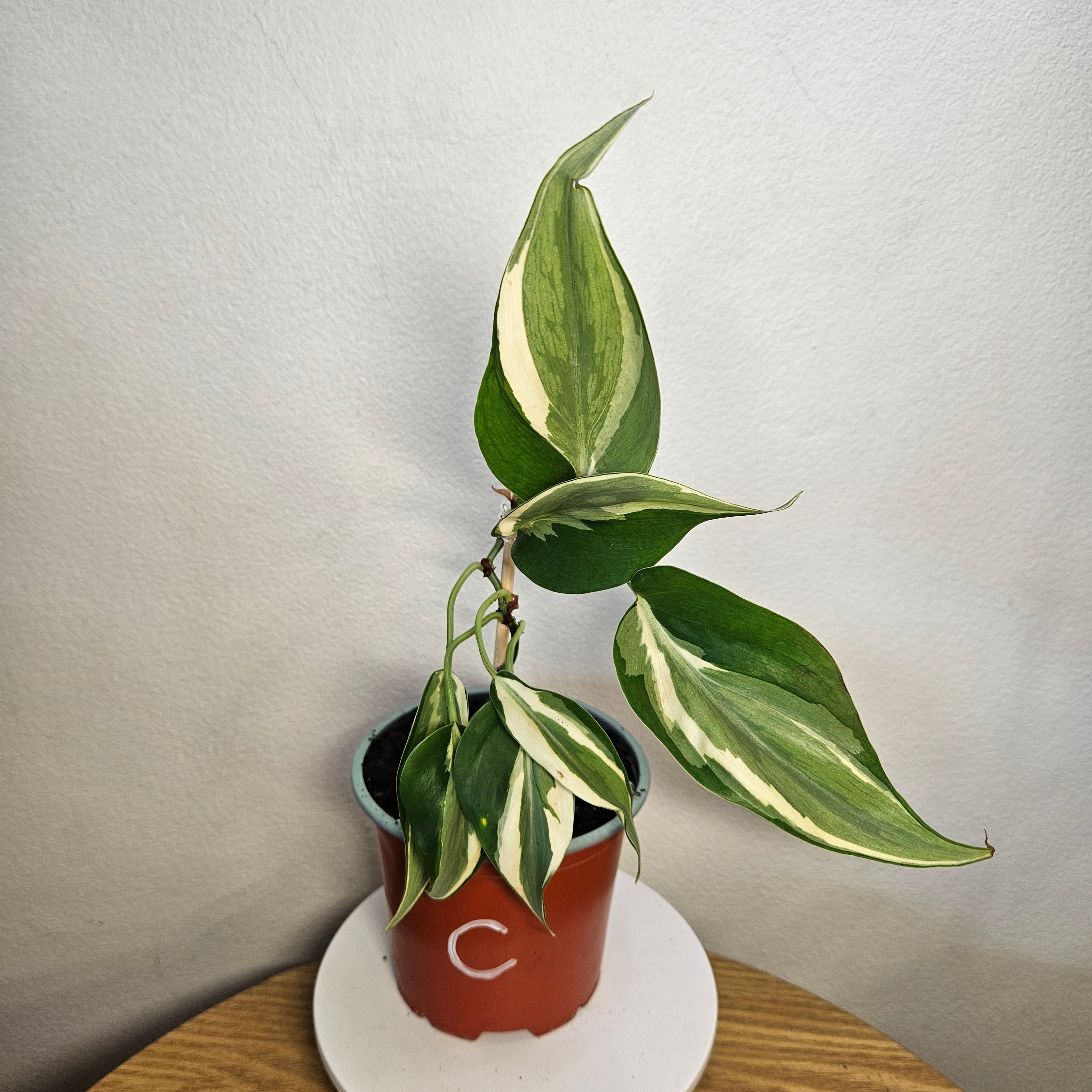 Philodendron Brasil 'Rio'