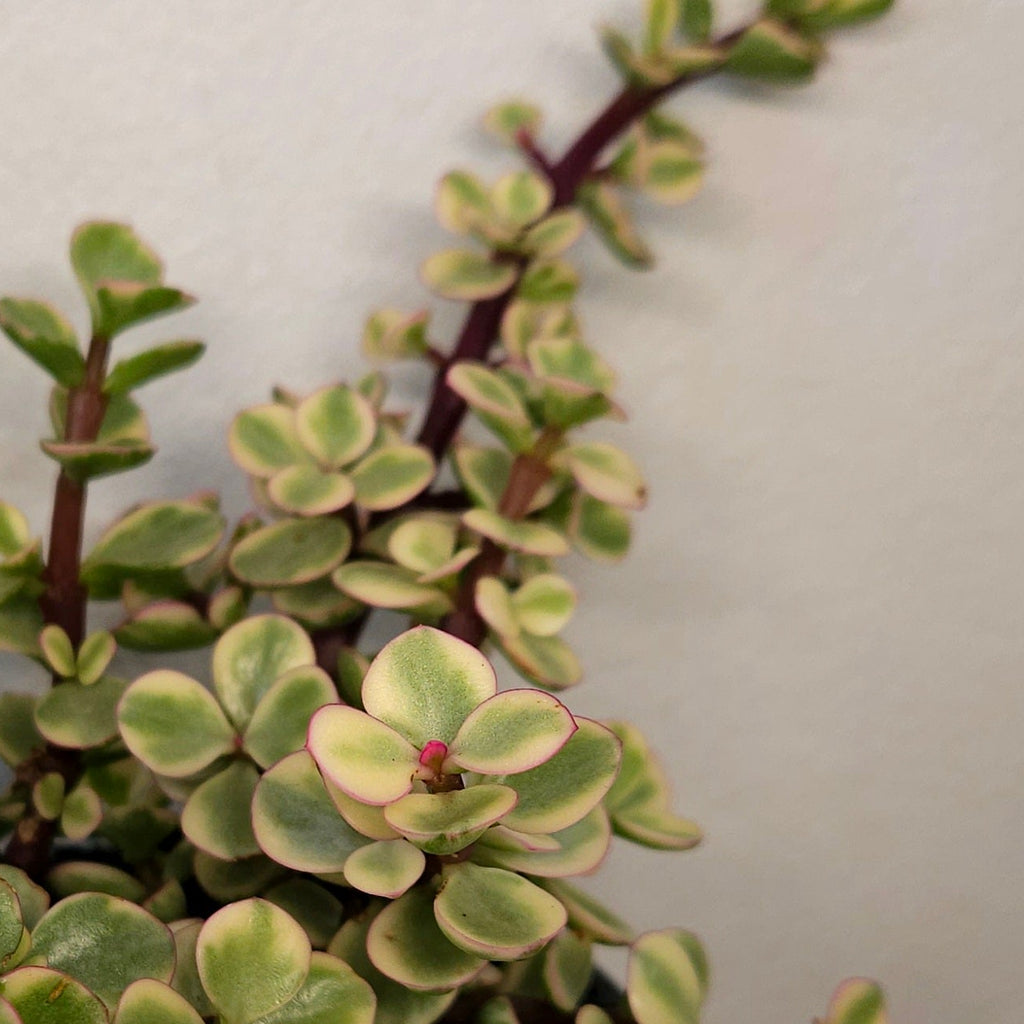 Portulacaria Afra Variegata