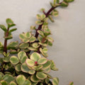 Portulacaria Afra Variegata