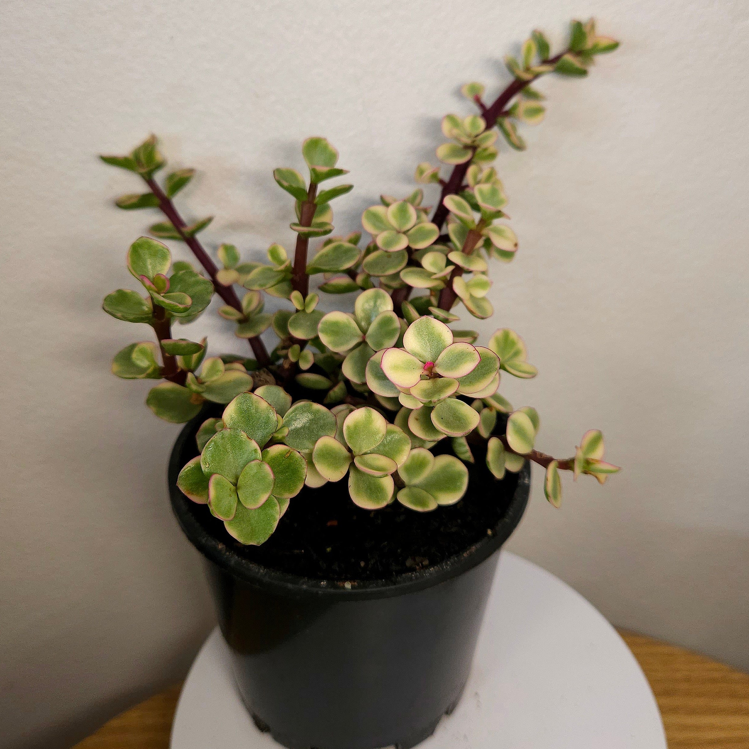 Portulacaria Afra Variegata