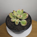 Variegated Bear's Paw – Cotyledon tomentosa 'Yellow Variegated'