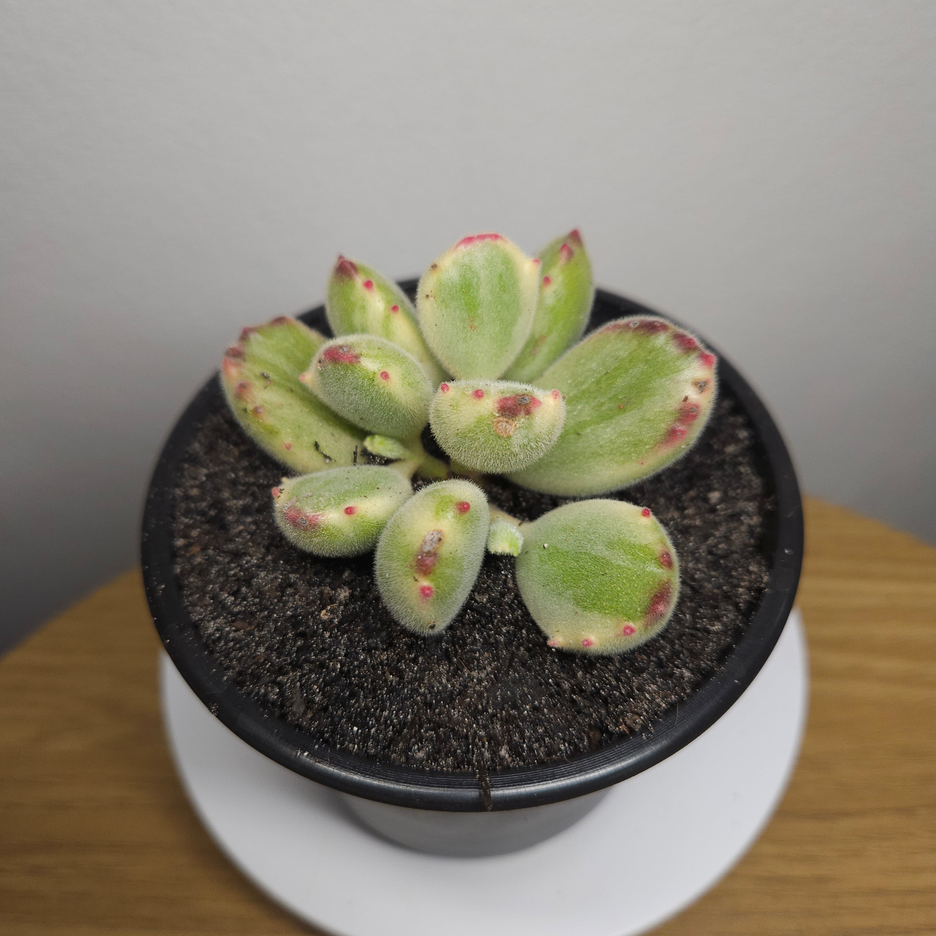 Variegated Bear's Paw – Cotyledon tomentosa 'Yellow Variegated'