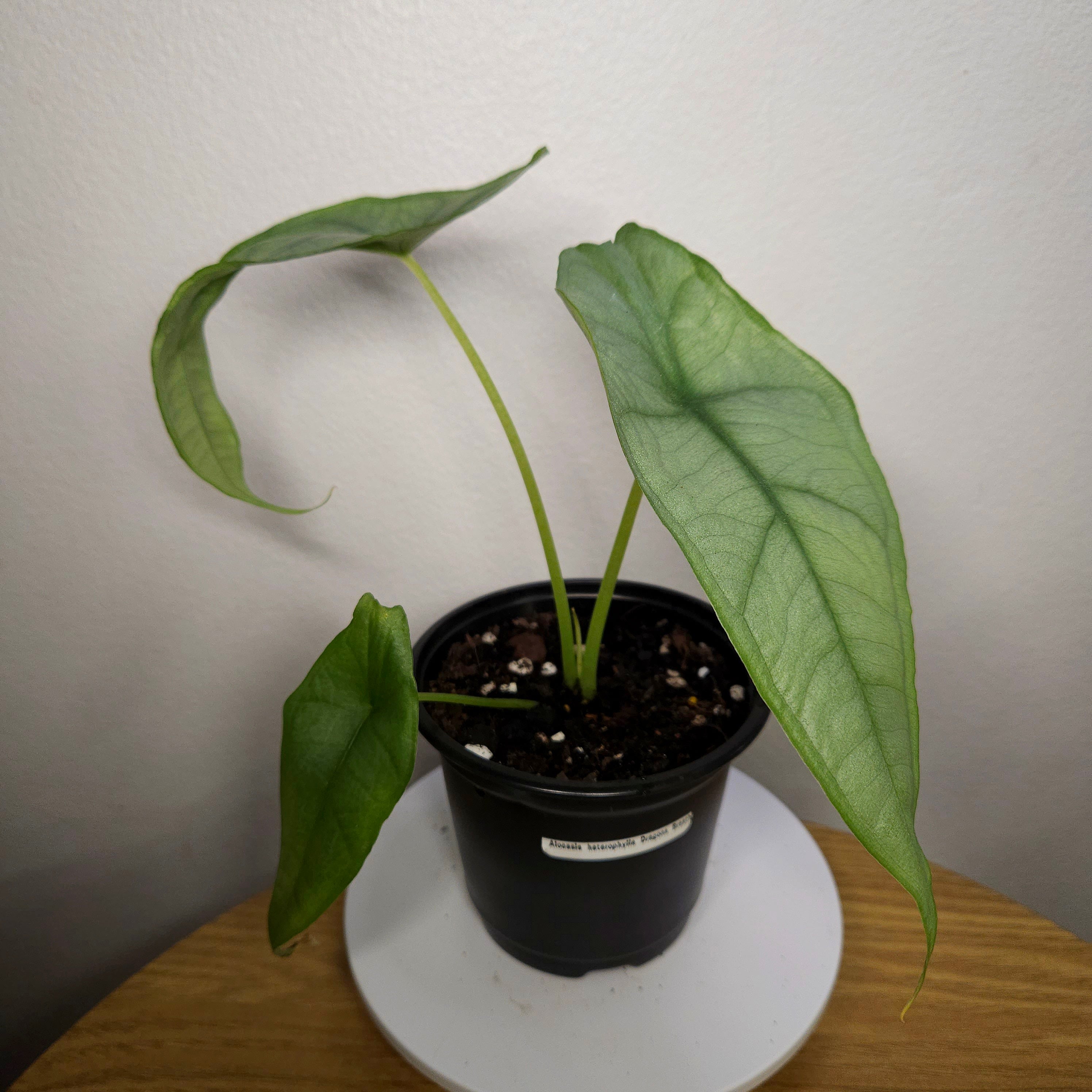 Alocasia Heterophylla 'Dragon's Breath'