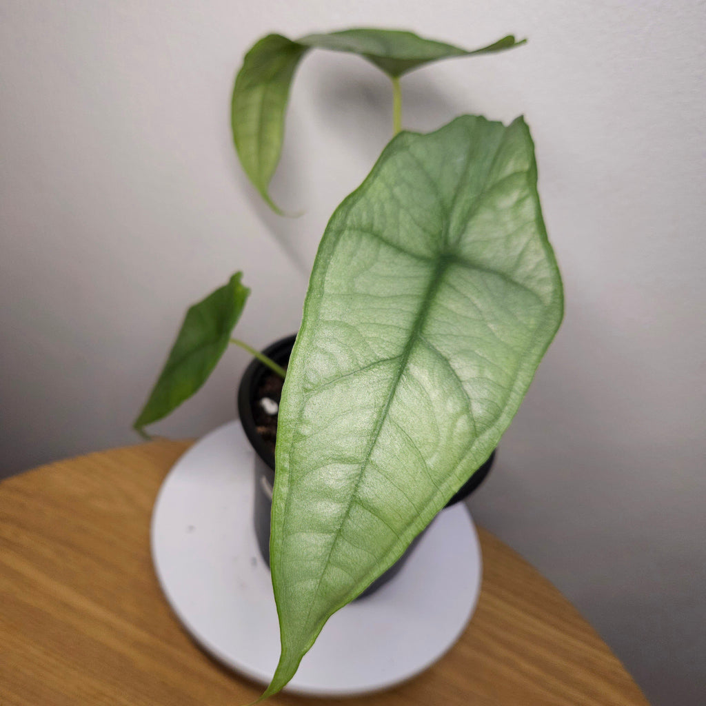 Alocasia Heterophylla 'Dragon's Breath'