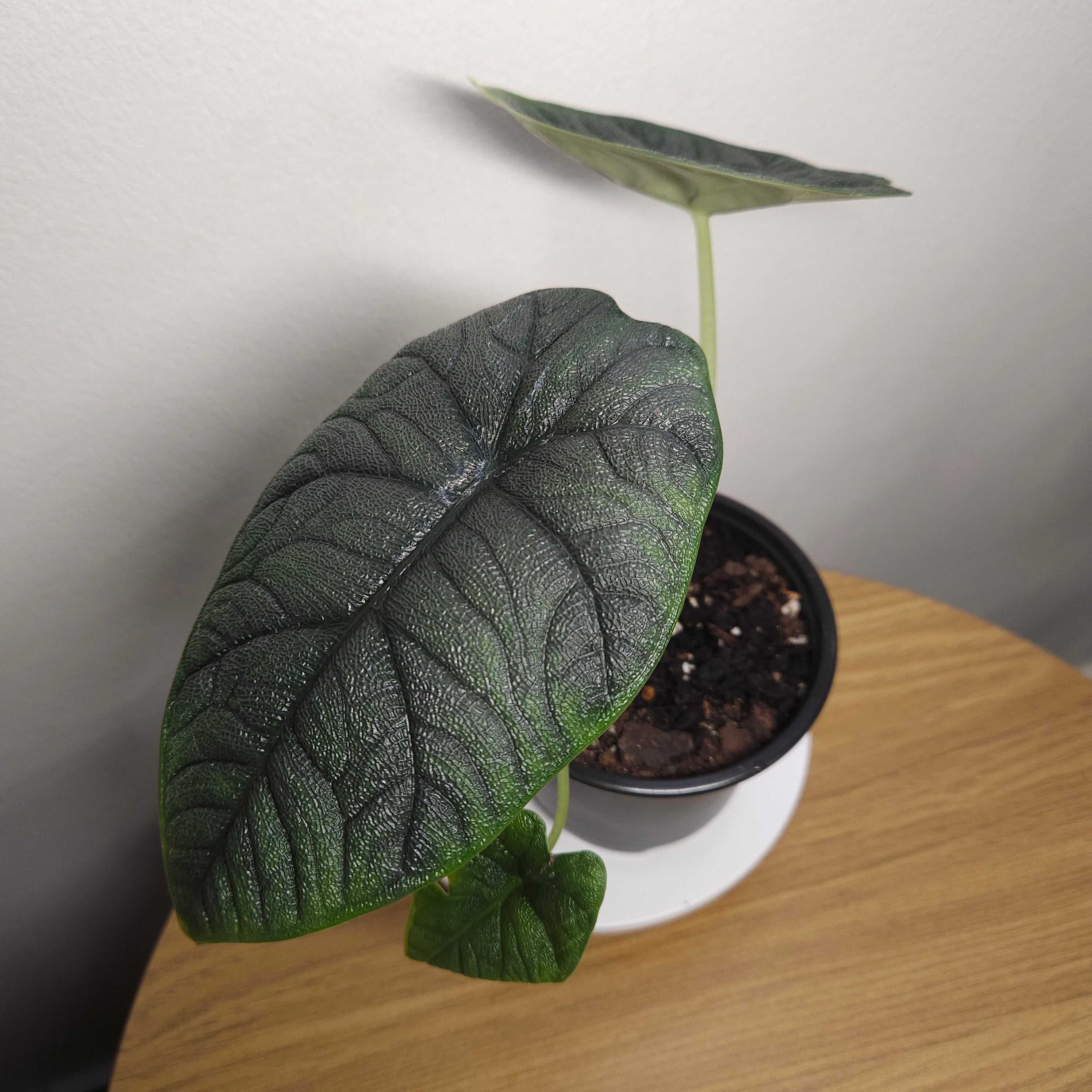 Alocasia Melo