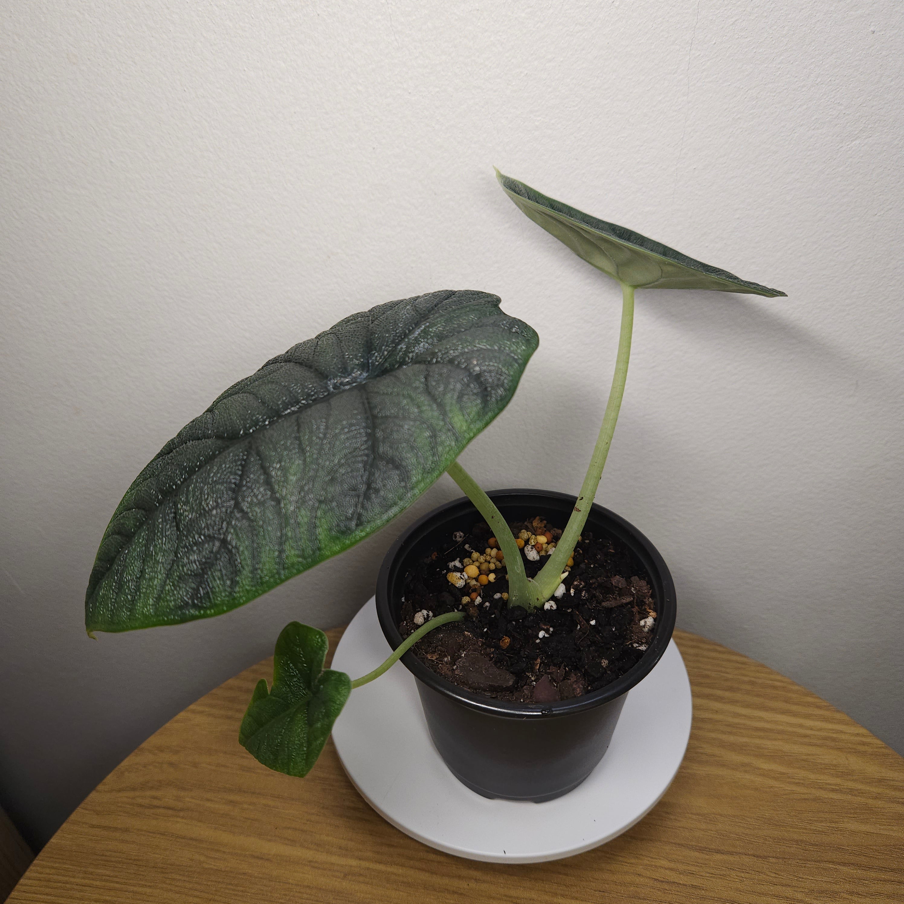 Alocasia Melo