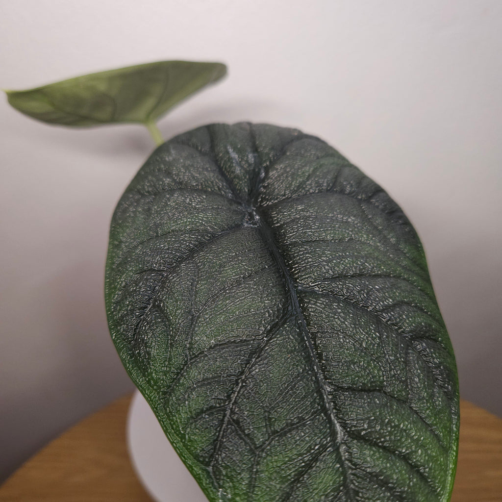 Alocasia Melo