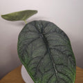 Alocasia Melo