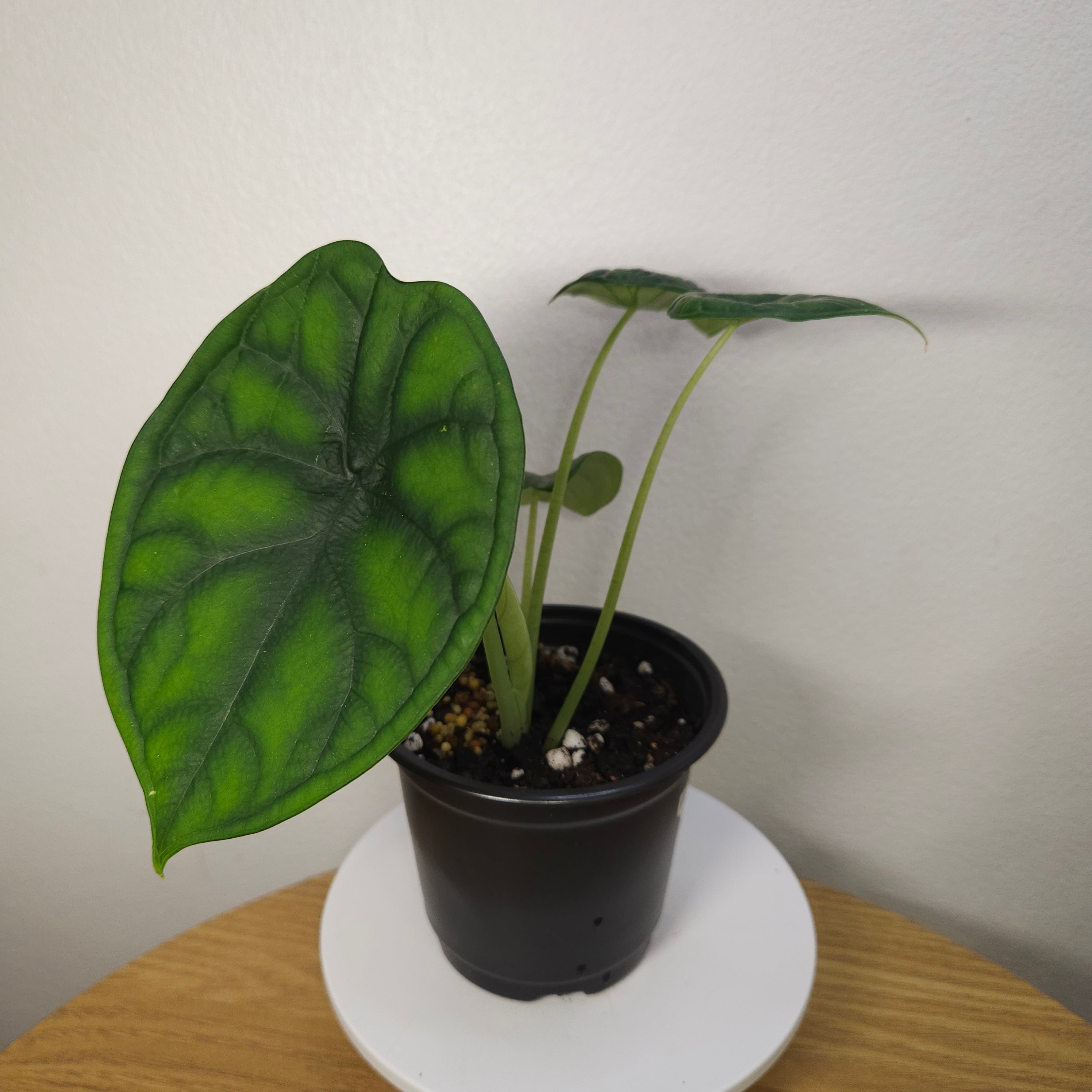 Alocasia Aegis