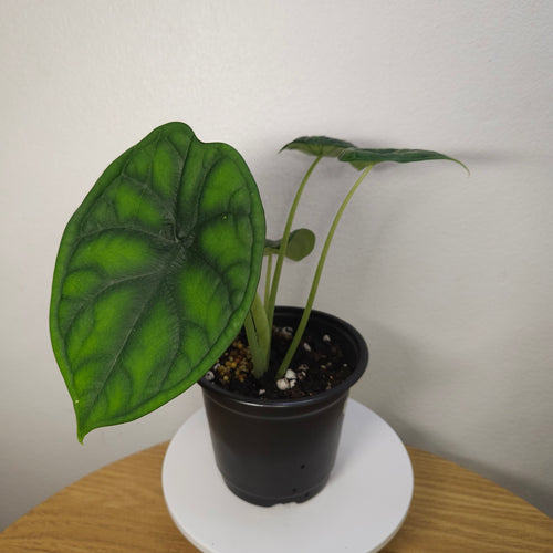 Alocasia Aegis