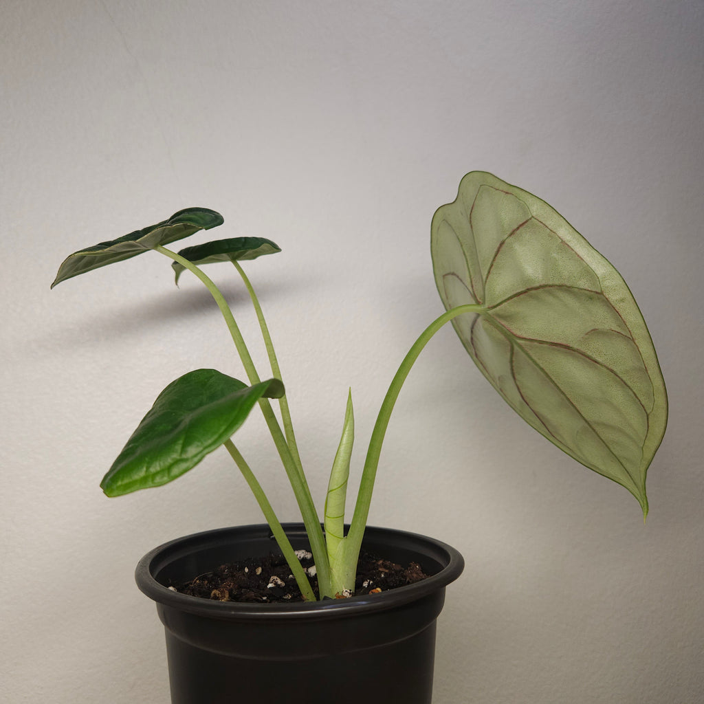 Alocasia Aegis