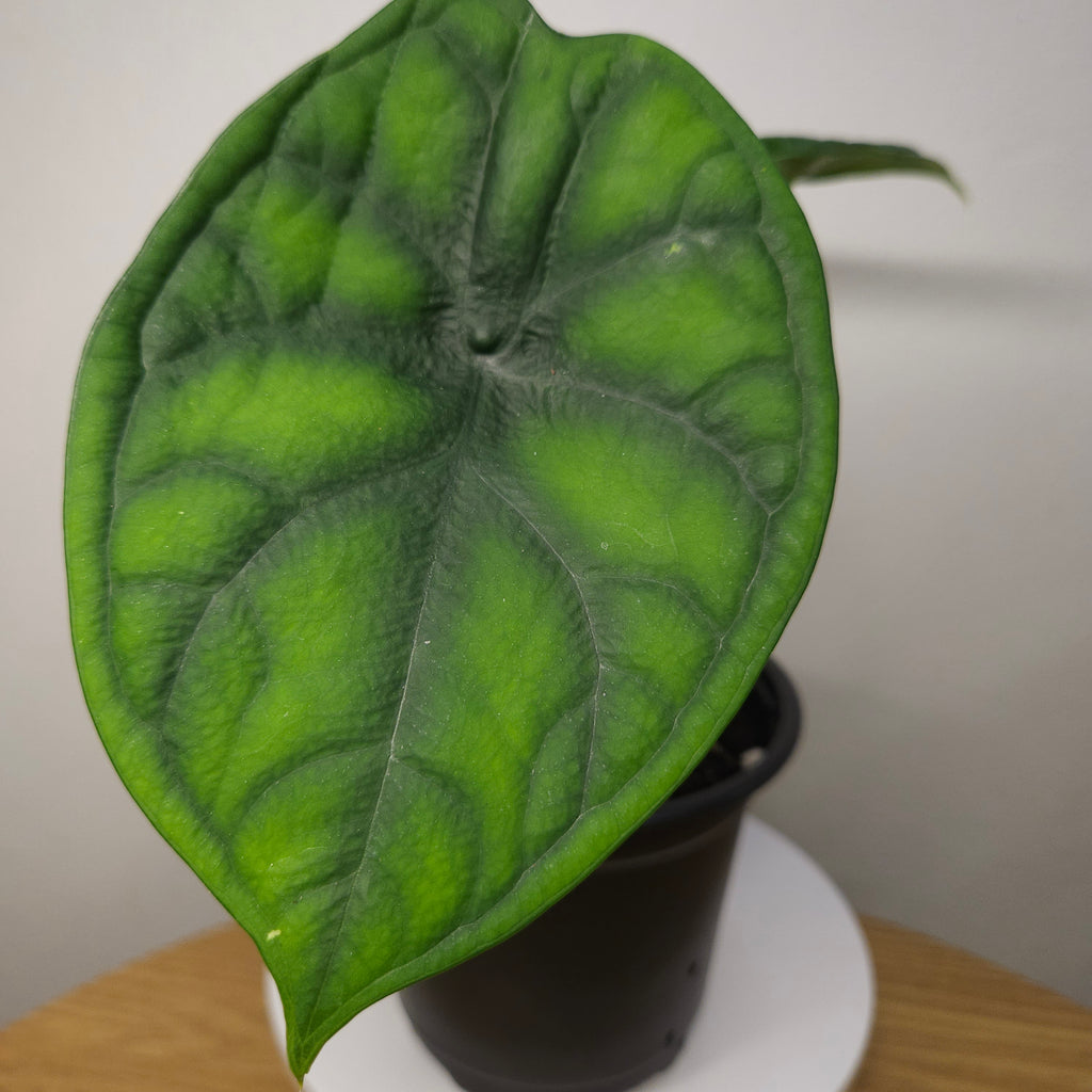 Alocasia Aegis